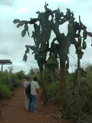 Galapagos cactus at the Charles Darwin Research Station in the Galapagos Islands.